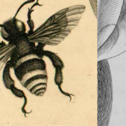 the bees knees